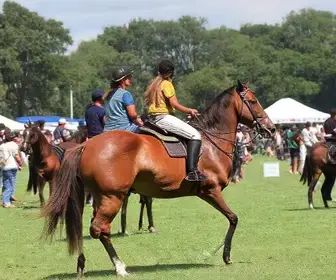 Cavalgada do Bem